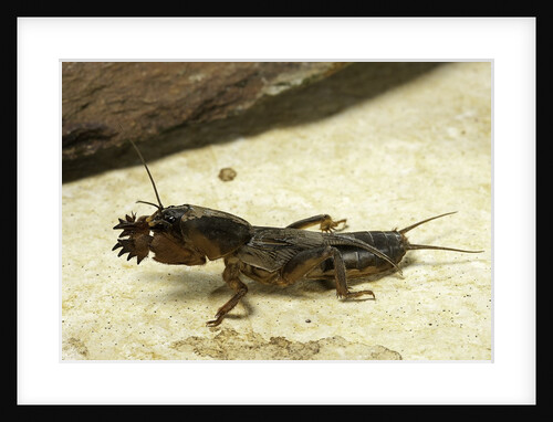 Gryllotalpa gryllotalpa (European mole cricket) by Anonymous