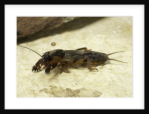 Gryllotalpa gryllotalpa (European mole cricket) by Anonymous