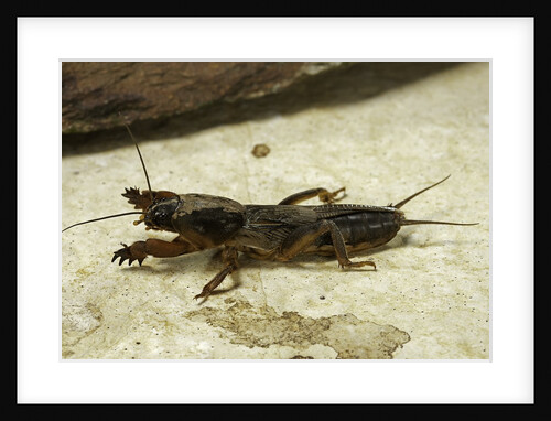 Gryllotalpa gryllotalpa (European mole cricket) by Anonymous