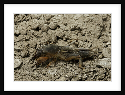 Gryllotalpa gryllotalpa (European mole cricket) by Anonymous