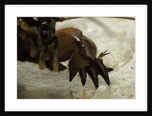 Gryllotalpa gryllotalpa (European mole cricket) - foreleg by Anonymous