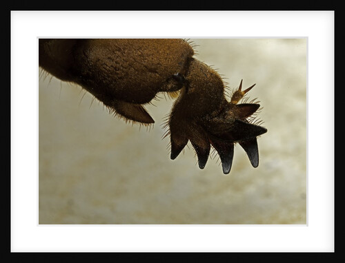 Gryllotalpa gryllotalpa (European mole cricket) - foreleg by Anonymous