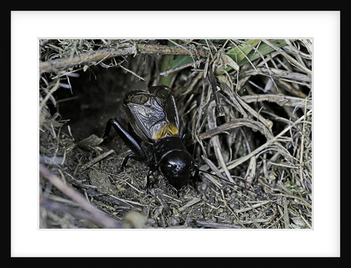 Gryllus campestris (field cricket) - male singing in front of its burrow by Anonymous