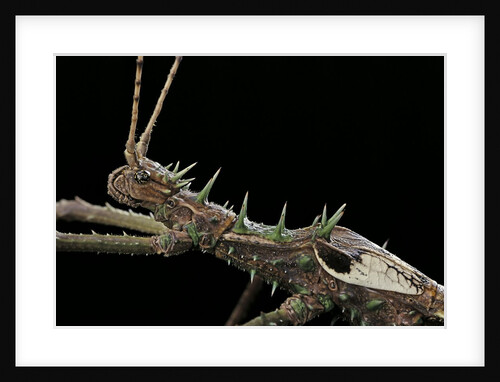 Haaniella grayii (stick insect) - portrait by Anonymous