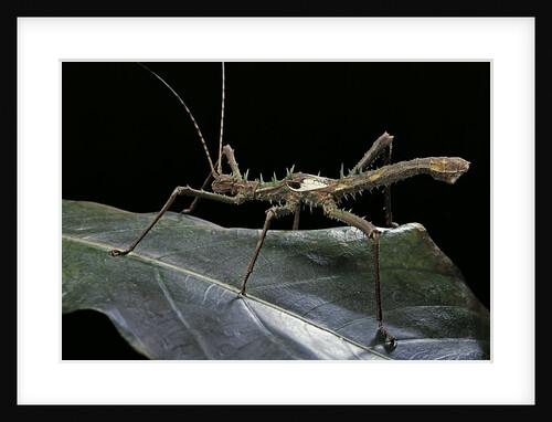 Haaniella grayii (stick insect) by Anonymous