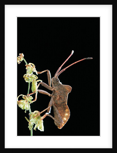 Haploprocta sulcicornis (leaf-footed bug) by Anonymous