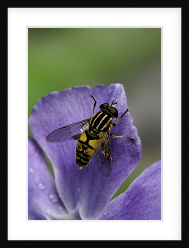 Helophilus pendulus (hoverfly, sun fly) by Anonymous