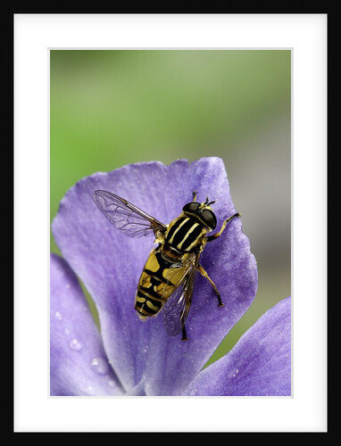 Helophilus pendulus (hoverfly, sun fly) by Anonymous