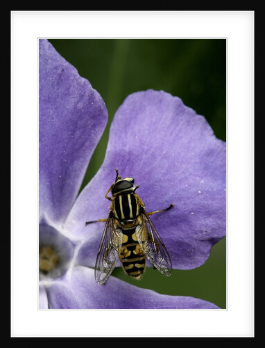 Helophilus pendulus (hoverfly, sun fly) - cleaning itself by Anonymous