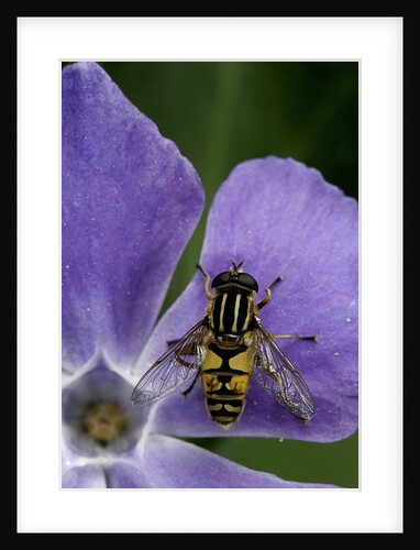 Helophilus pendulus (hoverfly, sun fly) by Anonymous
