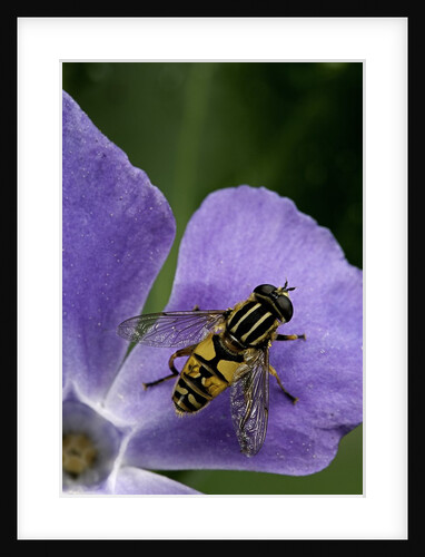 Helophilus pendulus (hoverfly, sun fly) by Anonymous