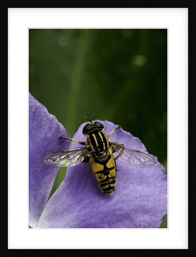 Helophilus pendulus (hoverfly, sun fly) - cleaning itself by Anonymous