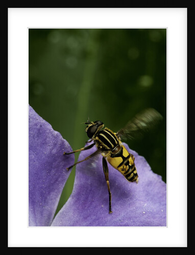 Helophilus pendulus (hoverfly, sun fly) - flying away by Anonymous