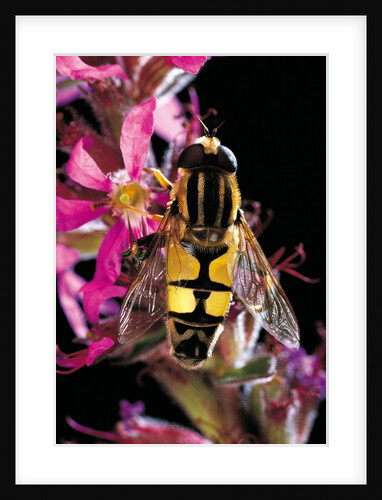Helophilus pendulus (hoverfly, sun fly) by Anonymous