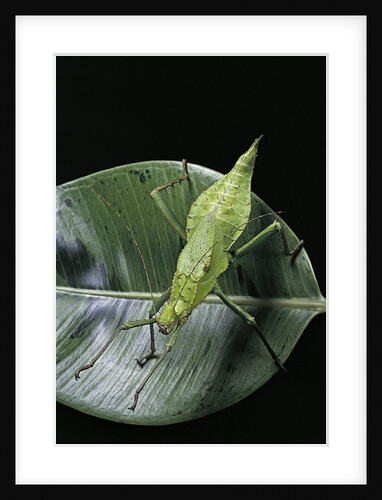 Heteropteryx dilatata (jungle nymph, Malaysian stick insect) by Anonymous