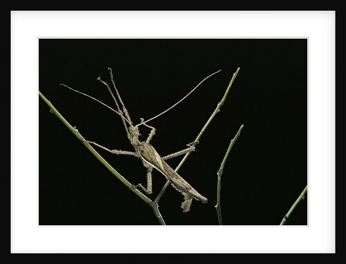 Heteropteryx dilatata (jungle nymph, Malaysian stick insect) - male by Anonymous