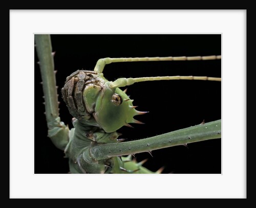Heteropteryx dilatata (jungle nymph, Malaysian stick insect) - portrait by Anonymous