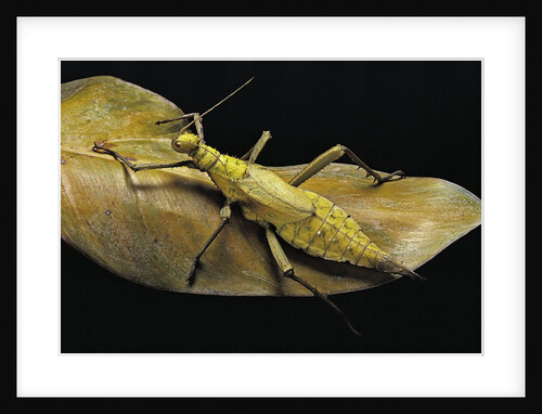 Heteropteryx dilatata (jungle nymph, Malaysian stick insect) by Anonymous