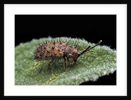 Hispa testacea (leaf beetle) by Anonymous