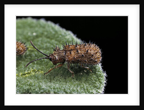 Hispa testacea (leaf beetle) by Anonymous