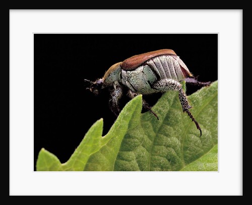 Hoplia coerulea (scarabaeid beetle) - female by Anonymous