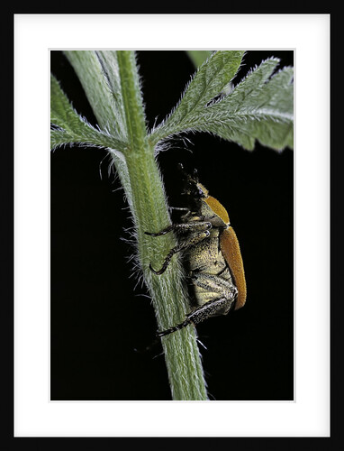 Hoplia argentea (scarabaeid beetle) by Anonymous