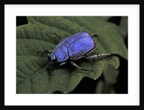 Hoplia coerulea (scarabaeid beetle) - male by Anonymous