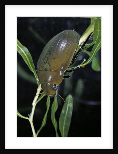 Hydrophilus piceus (great silver water beetle) by Anonymous