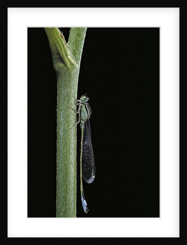 Ischnura elegans (blue-tailed damselfly) by Anonymous