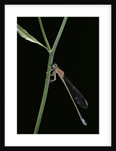 Ischnura elegans (blue-tailed damselfly) by Anonymous