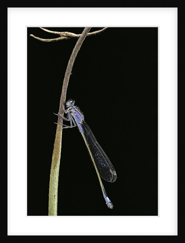 Ischnura elegans (blue-tailed damselfly) by Anonymous