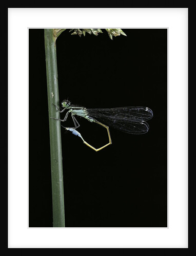 Ischnura elegans (blue-tailed damselfly) by Anonymous