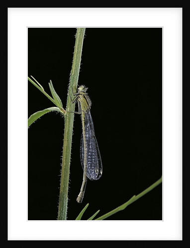 Ischnura elegans (blue-tailed damselfly) by Anonymous