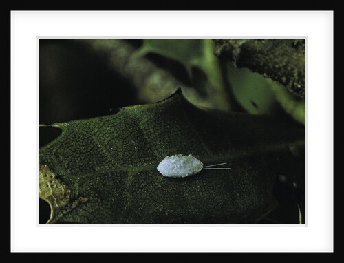 Kermes vermilio (kermes berry) - male cocoon by Anonymous