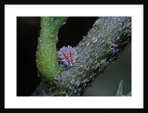 Kermes vermilio (kermes berry) - young female larva by Anonymous