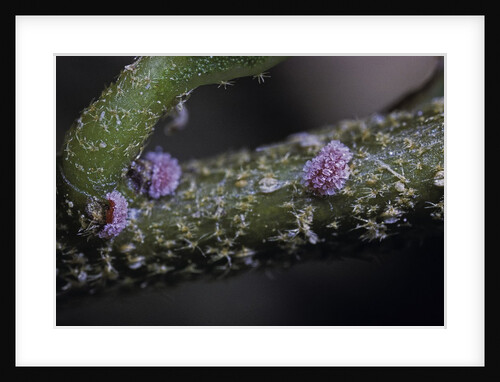 Kermes vermilio (kermes berry) - young female larvae by Anonymous