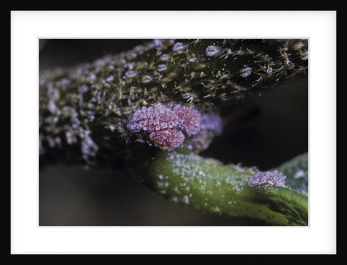 Kermes vermilio (kermes berry) - young female larvae by Anonymous