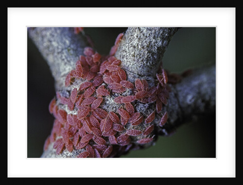 Kermes vermilio (kermes berry) - larvae by Anonymous
