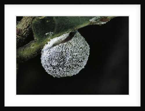 Kermes vermilio (kermes berry) - female by Anonymous