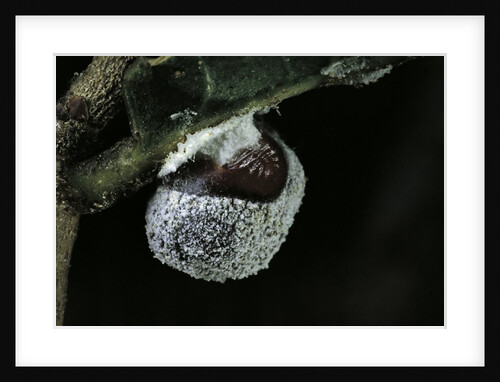 Kermes vermilio (kermes berry) - female by Anonymous