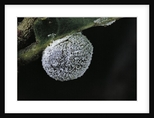 Kermes vermilio (kermes berry) - female by Anonymous