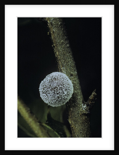 Kermes vermilio (kermes berry) - female by Anonymous