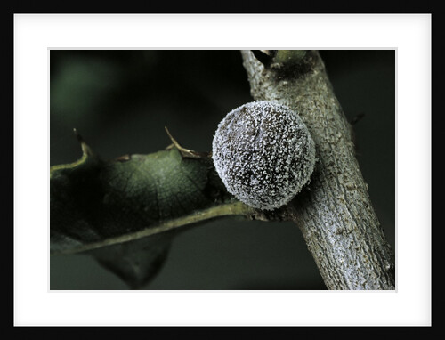 Kermes vermilio (kermes berry) - female by Anonymous