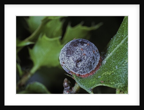 Kermes vermilio (kermes berry) - female with larvae by Anonymous