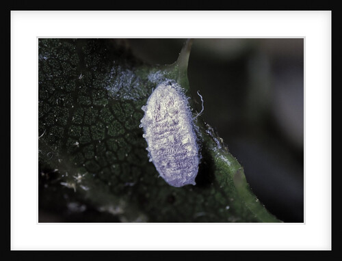 Kermes vermilio (kermes berry) - male cocoon by Anonymous