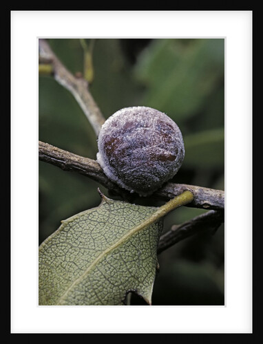 Kermes vermilio (kermes berry) - female by Anonymous
