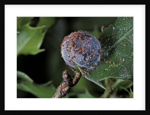 Kermes vermilio (kermes berry) - female with larvae by Anonymous