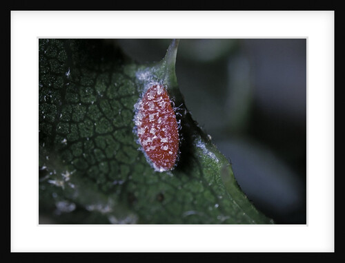 Kermes vermilio (kermes berry) - male larva by Anonymous