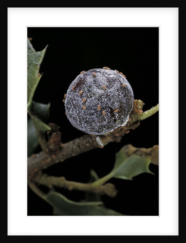 Kermes vermilio (kermes berry) - female with larvae by Anonymous