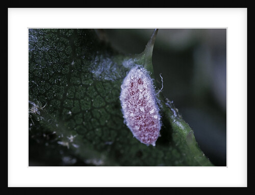 Kermes vermilio (kermes berry) - male larva by Anonymous
